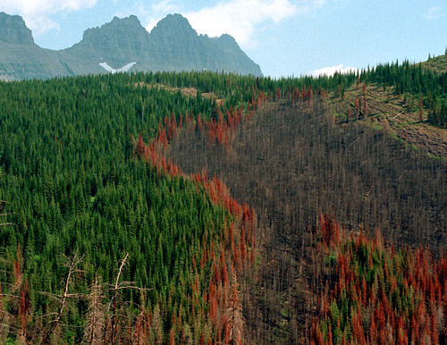 Forest Fire Patterns